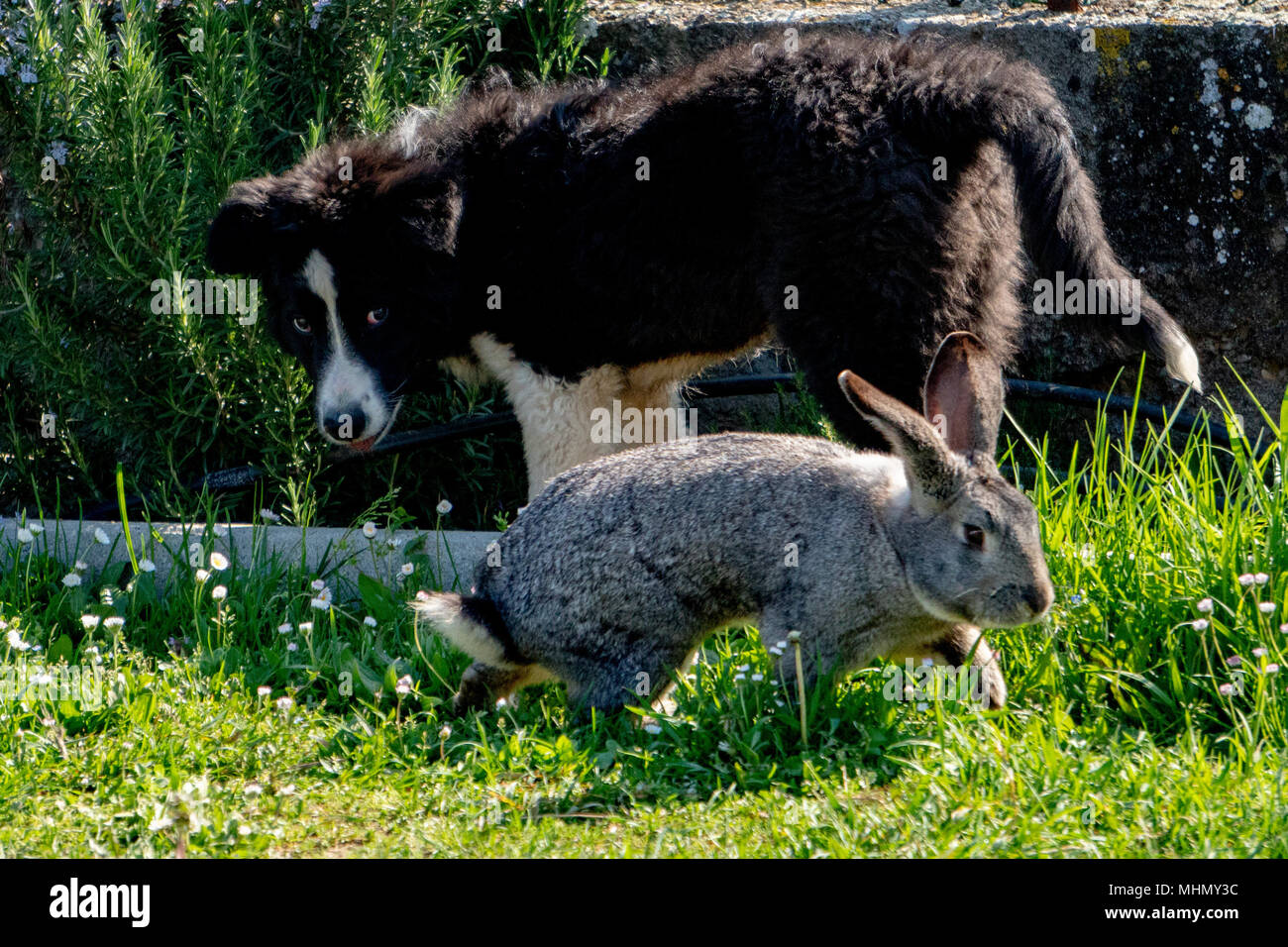 Coniglio coniglio e cane giocare insieme Foto Stock