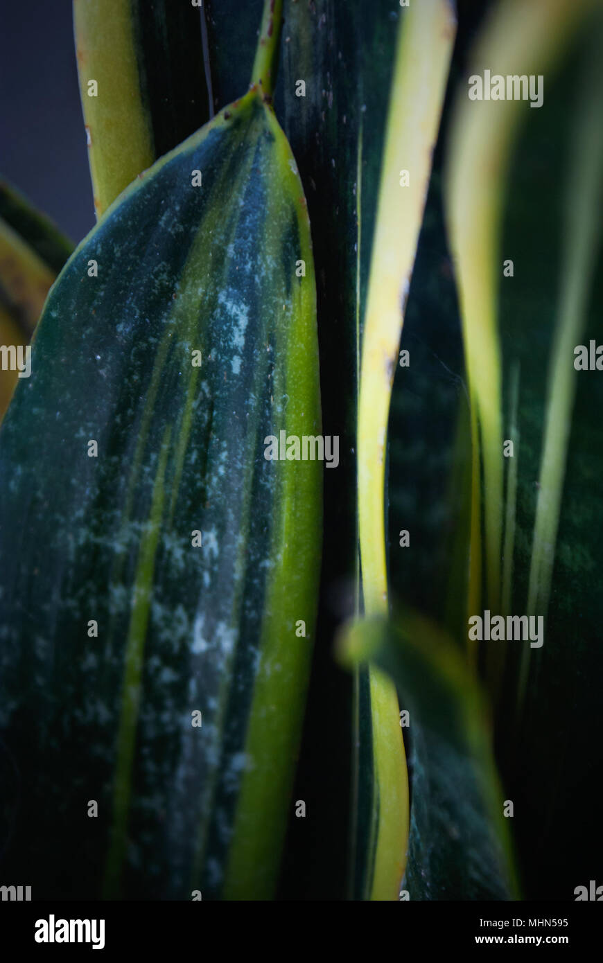 Primo piano di Sansevieria trifasciata 'Laurentii' pianta di casa. Foto Stock