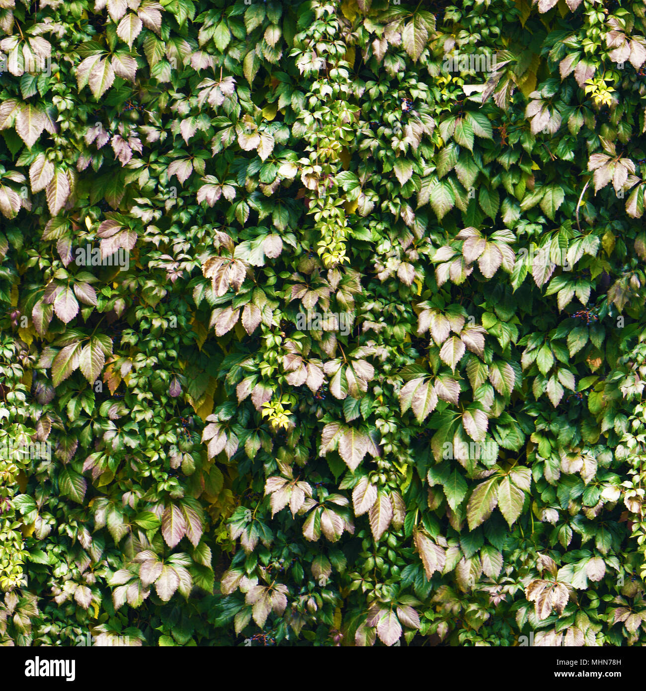 Seamless verde scuro parete di edera pattern. Boccola esterna nel parco. Foto Stock