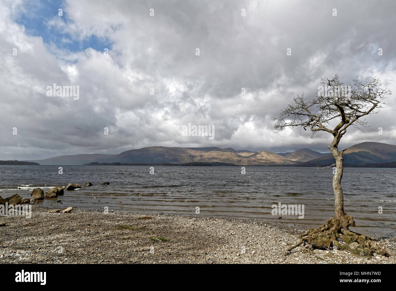 Loch Lomond & recedono litorale tree Foto Stock