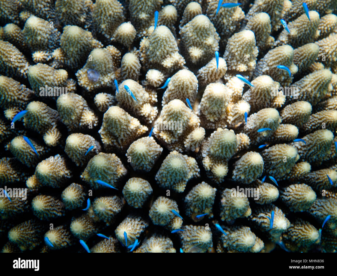 Navini Island, Isole Figi; fare snorkeling lungo la barriera corallina, Castagnole blu Foto Stock