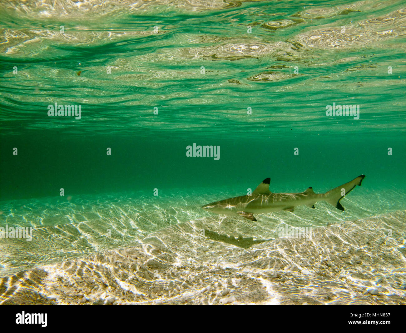 Navini Island, Isole Figi; baby Blacktip squali di barriera Foto Stock