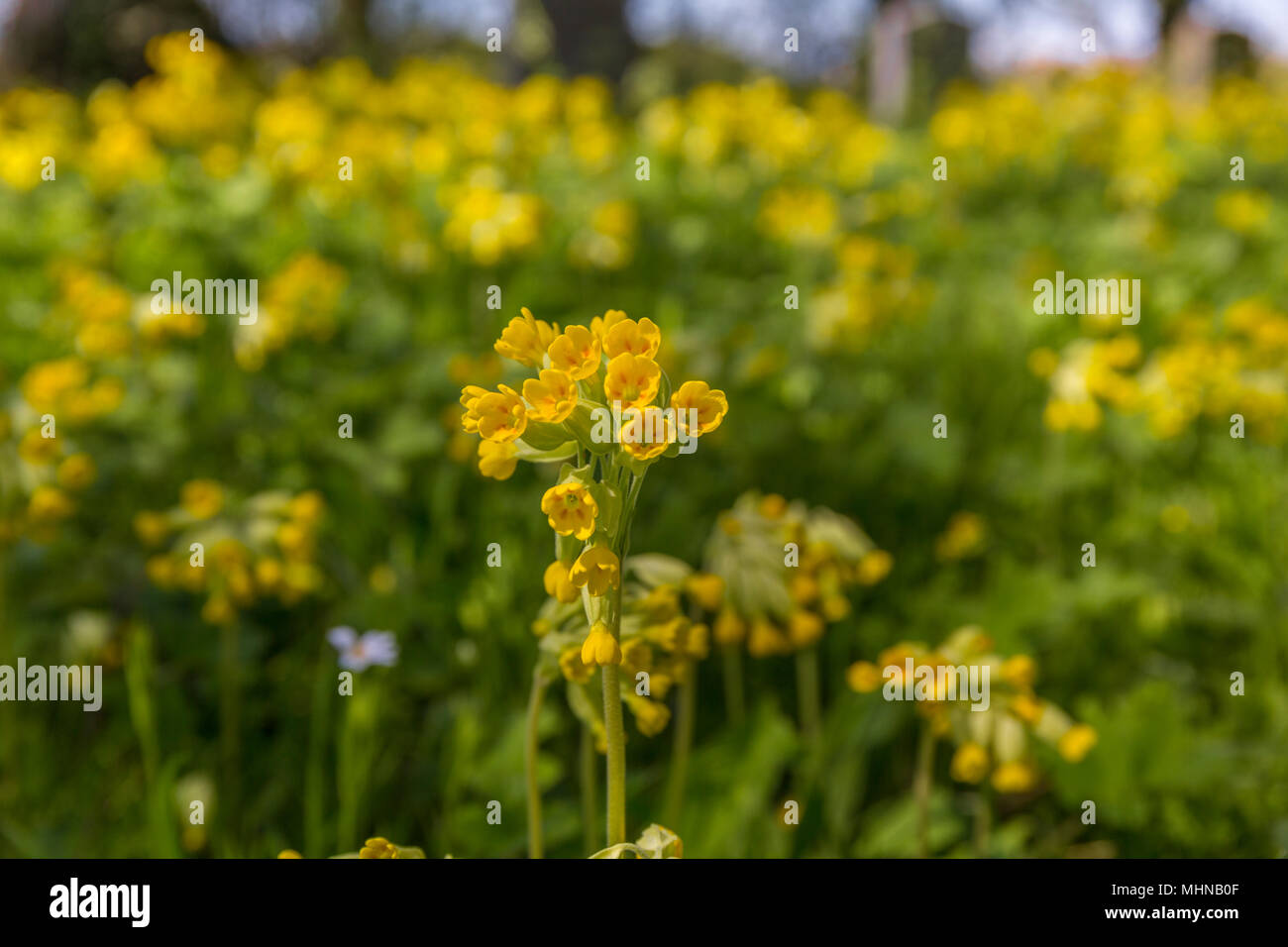 Cowslips, primula veris. Suffolk, Regno Unito. Foto Stock