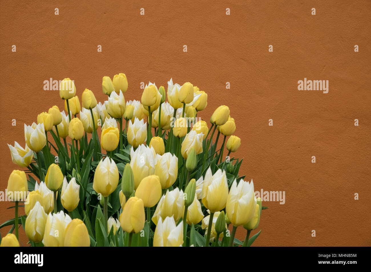 Display del giallo tulipani bianco contro un ocra parete colorata, England, Regno Unito Foto Stock