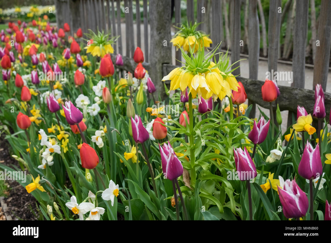 Selezione di primavera i bulbi crescere all'aperto in un giardino inglese, compresi tulip, daffodil e fritillaria, aprile, England Regno Unito Foto Stock