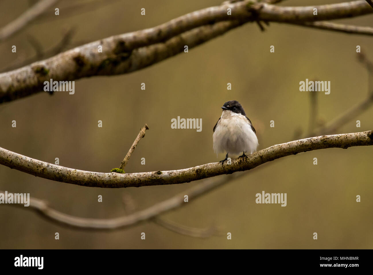 Maschio Pied Flycatcher a RSPB Bird Nascondi su Lake Vyrnwy Wales UK Foto Stock