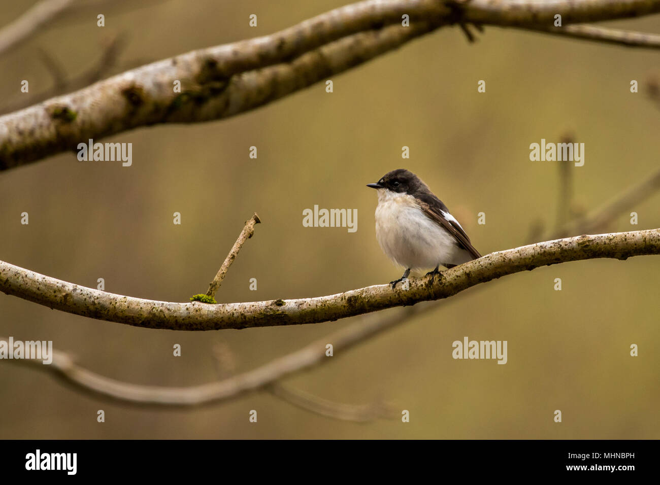 Maschio Pied Flycatcher a RSPB Bird Nascondi su Lake Vyrnwy Wales UK Foto Stock