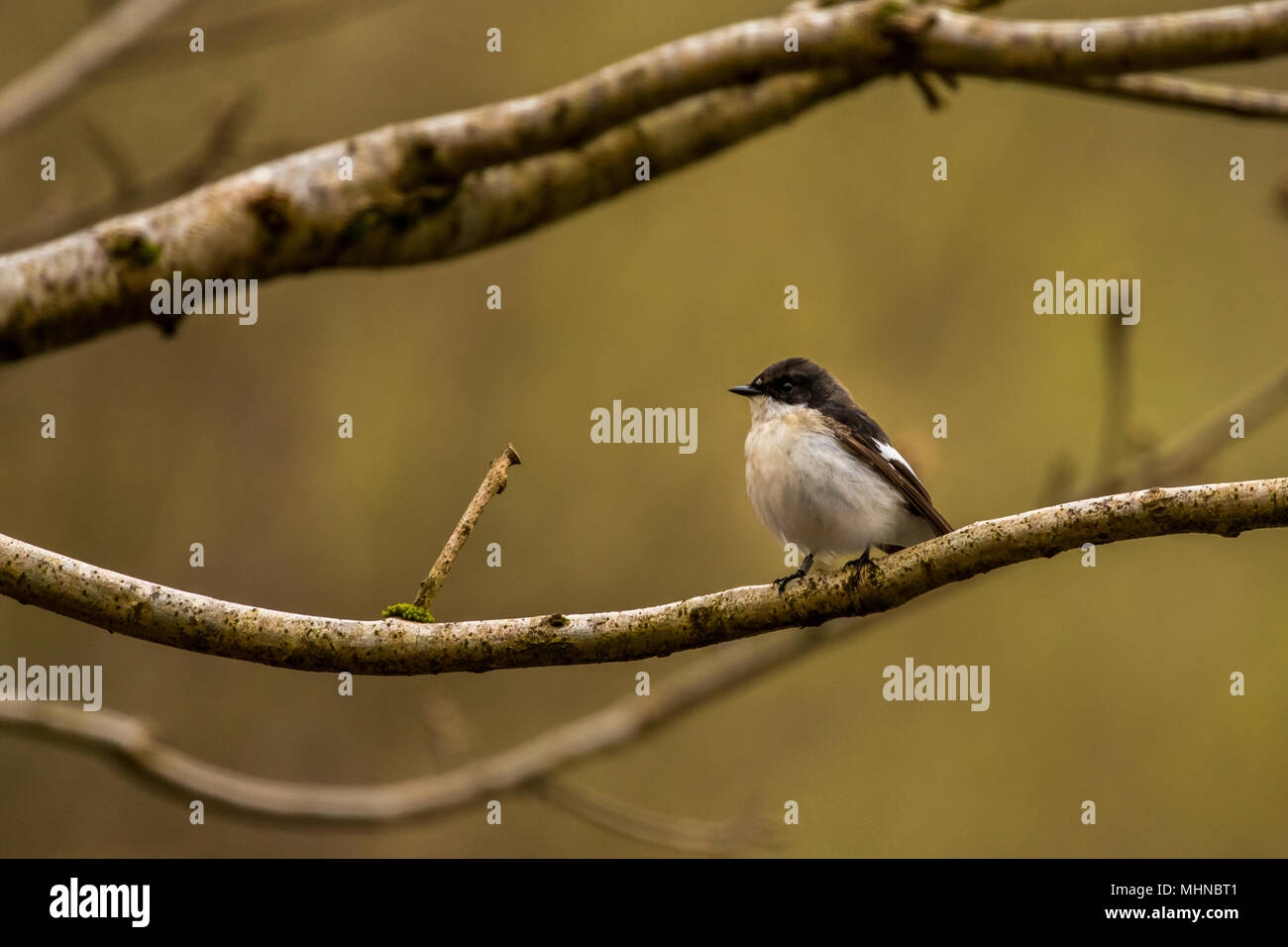 Maschio Pied Flycatcher a RSPB Bird Nascondi su Lake Vyrnwy Wales UK Foto Stock