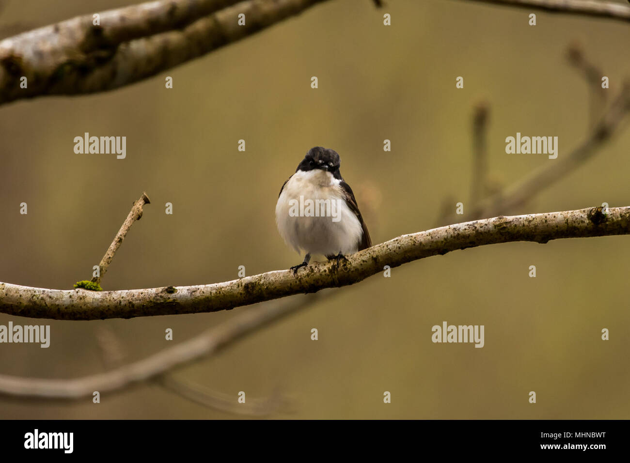 Maschio Pied Flycatcher a RSPB Bird Nascondi su Lake Vyrnwy Wales UK Foto Stock