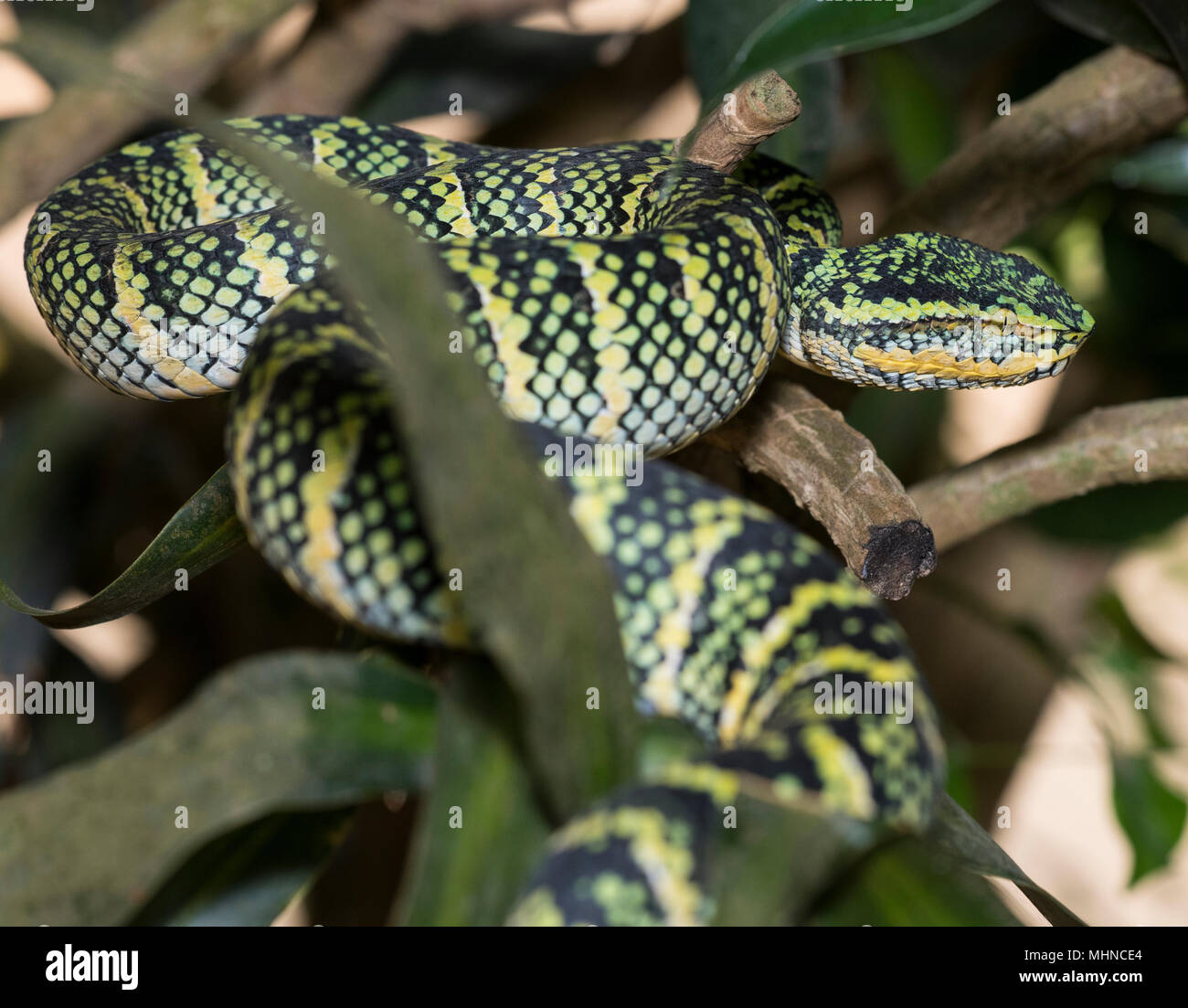 Wagler femmina o del Tempio Rattlesnakes (Tropidolaemus wagleri) sat in un Tree Phuket Thailandia Foto Stock