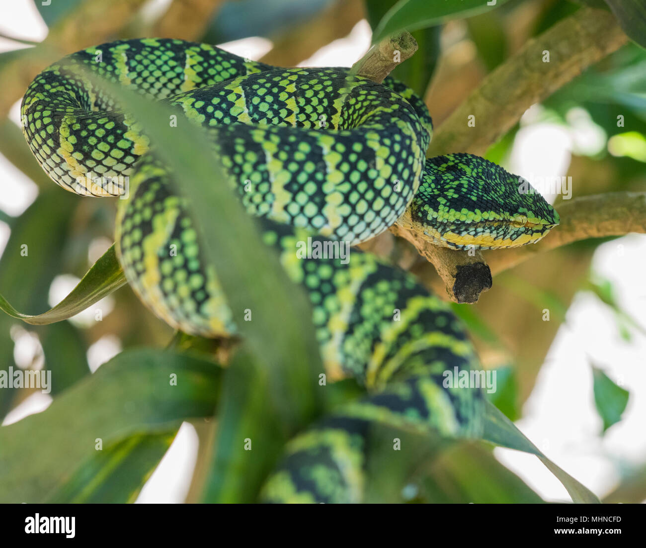 Wagler femmina o del Tempio Rattlesnakes (Tropidolaemus wagleri) sat in un Tree Phuket Thailandia Foto Stock