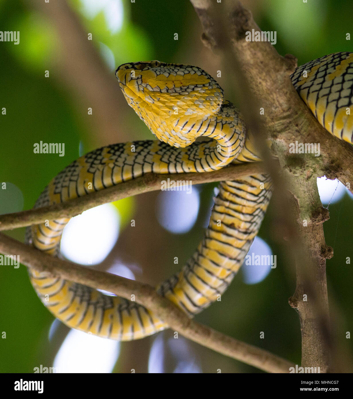 Wagler femmina o del Tempio Rattlesnakes (Tropidolaemus wagleri) sat in un Tree Phuket Thailandia Foto Stock