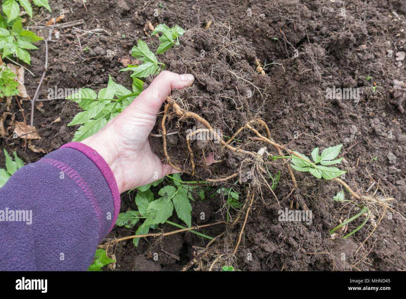 Scavo suolo sambuco (aegopodium podagraria) rizomi radici dal bordo del giardino Foto Stock