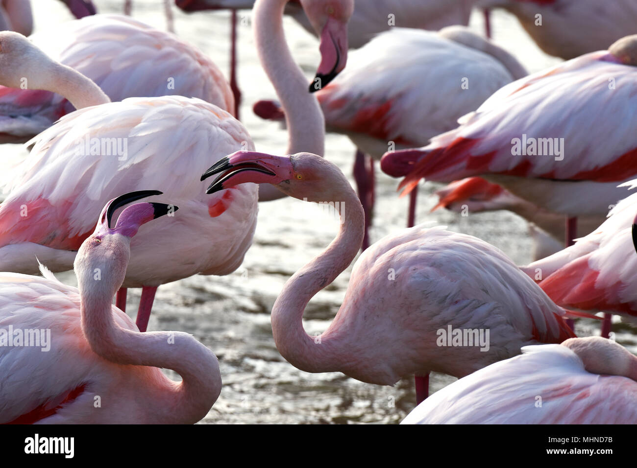 Fenicotteri rosa preening stesse in Camargue Francia Foto Stock