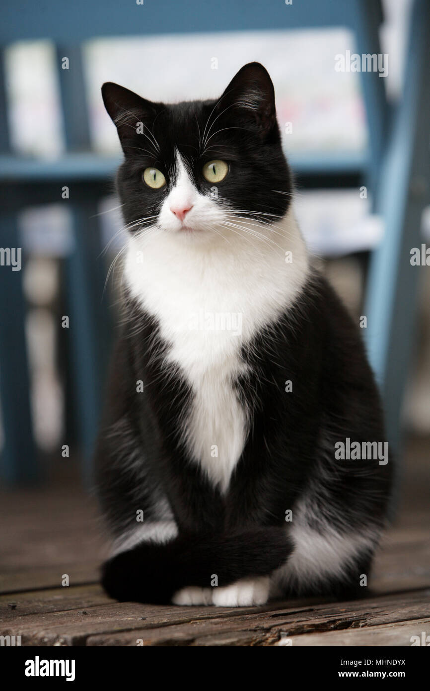 Uno nero e colorato di bianco gatto seduto. Foto Stock