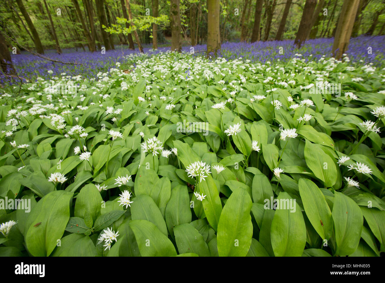 Aglio selvatico A. ursinum, noto anche come ramsons, crescendo in un bosco nel nord Inghilterra Dorset Regno Unito contro uno sfondo di bluebells. Aglio selvatico è pop Foto Stock