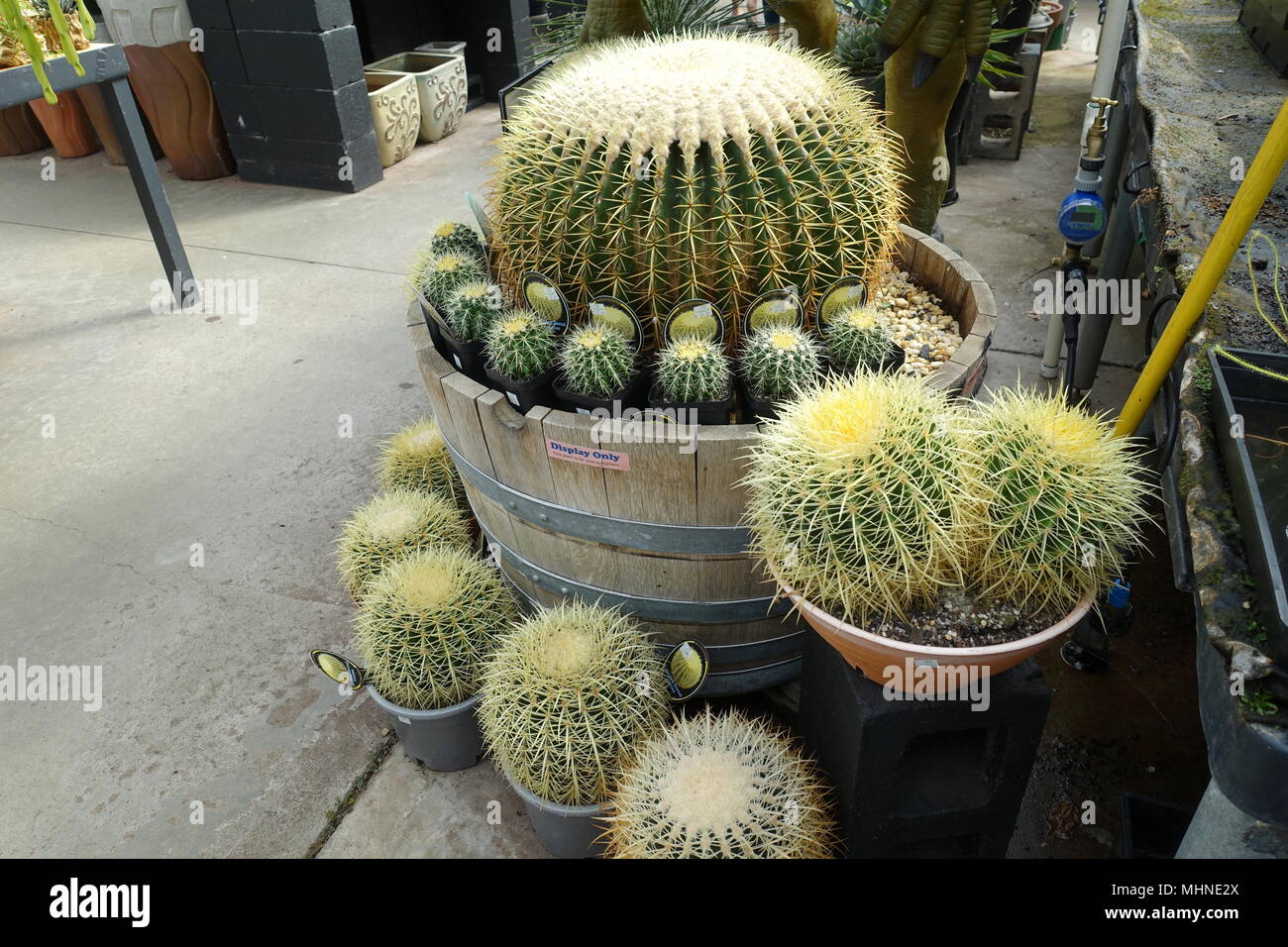 Echinocactus grusonii o comunemente noto come Golden Barrel Cactus Foto Stock