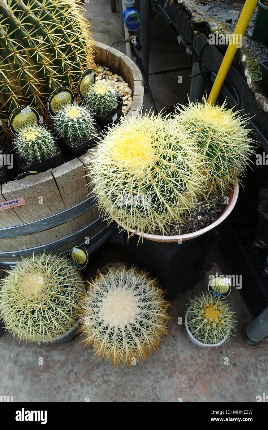 Echinocactus grusonii o comunemente noto come Golden Barrel Cactus Foto Stock