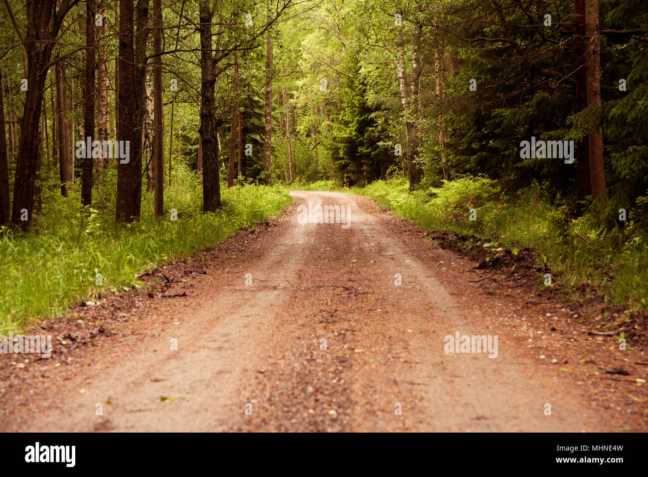 Foreste svedesi strada conduce lo spettatore attraverso inizio estate verde di un girare a sinistra verso la sconosciuta Foto Stock