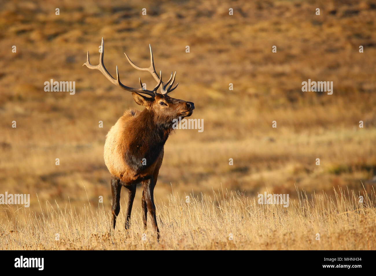 Grandi Bull elk in marrone prato in autunno Foto Stock