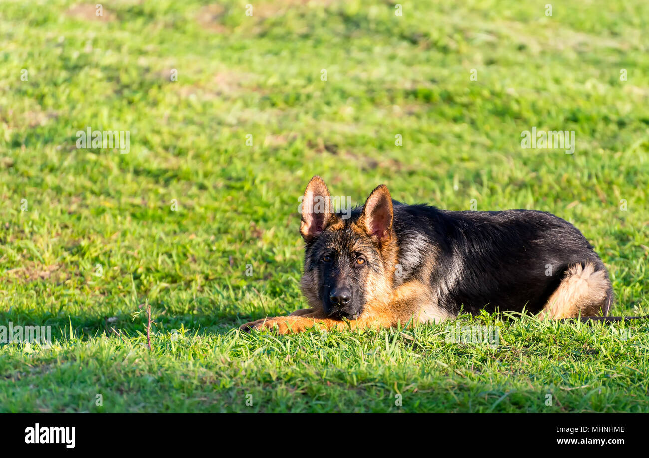 Ritratto di pecora umido-cane in estate. pastore tedesco Foto Stock