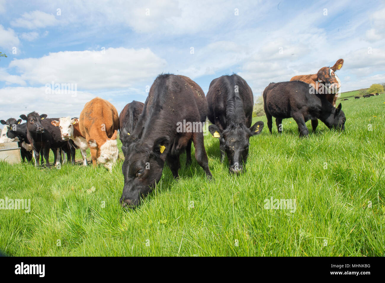 mucche in un campo, pascolano, mangiano erba Foto Stock