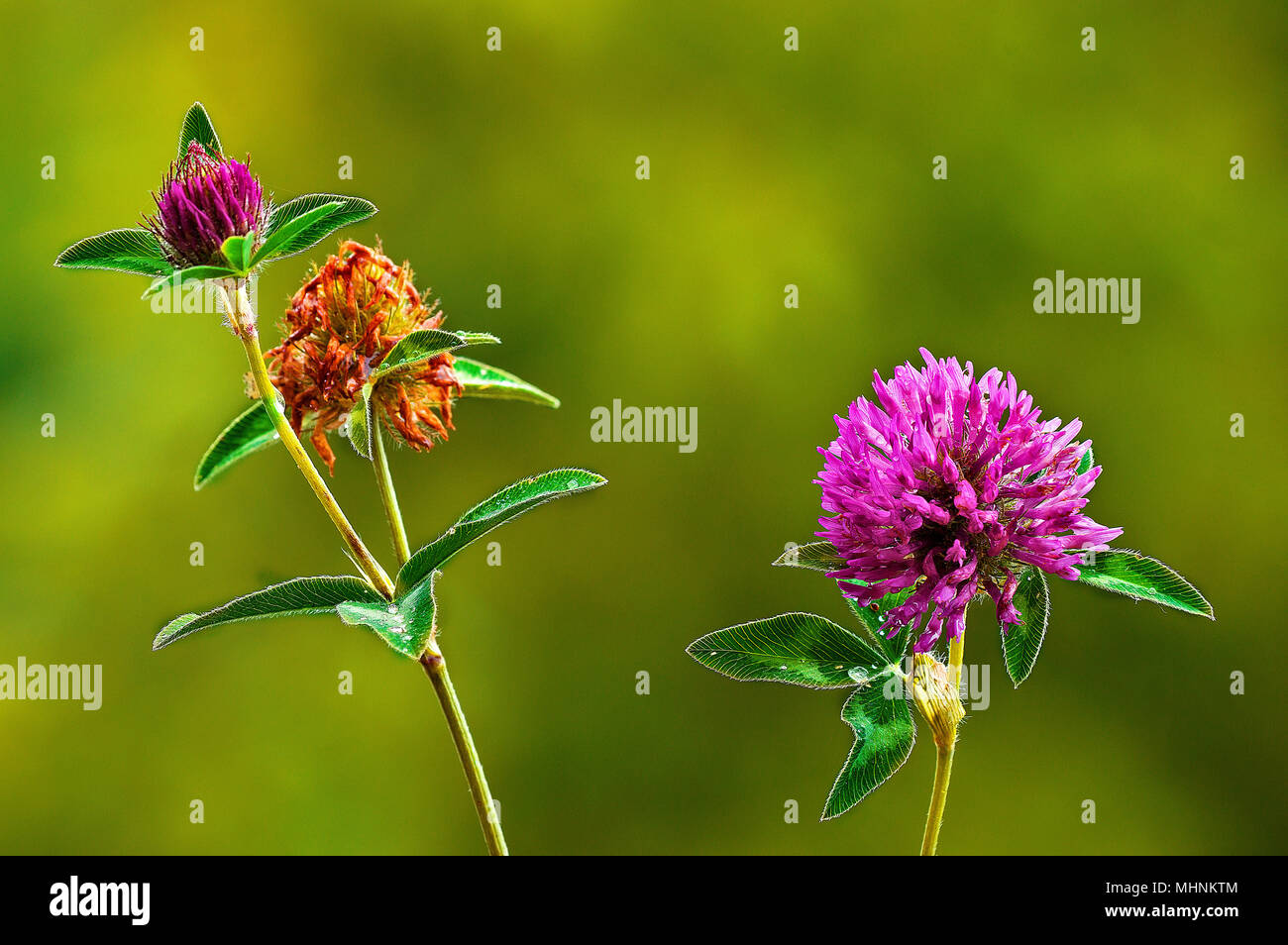 In prossimità di fiori di Trifolium pratense (trifoglio violetto) sullo sfondo sfocato di un prato di montagna in primavera. Foto Stock
