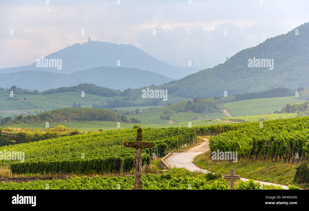 Famosa via del vino in Alsazia, Francia Foto Stock