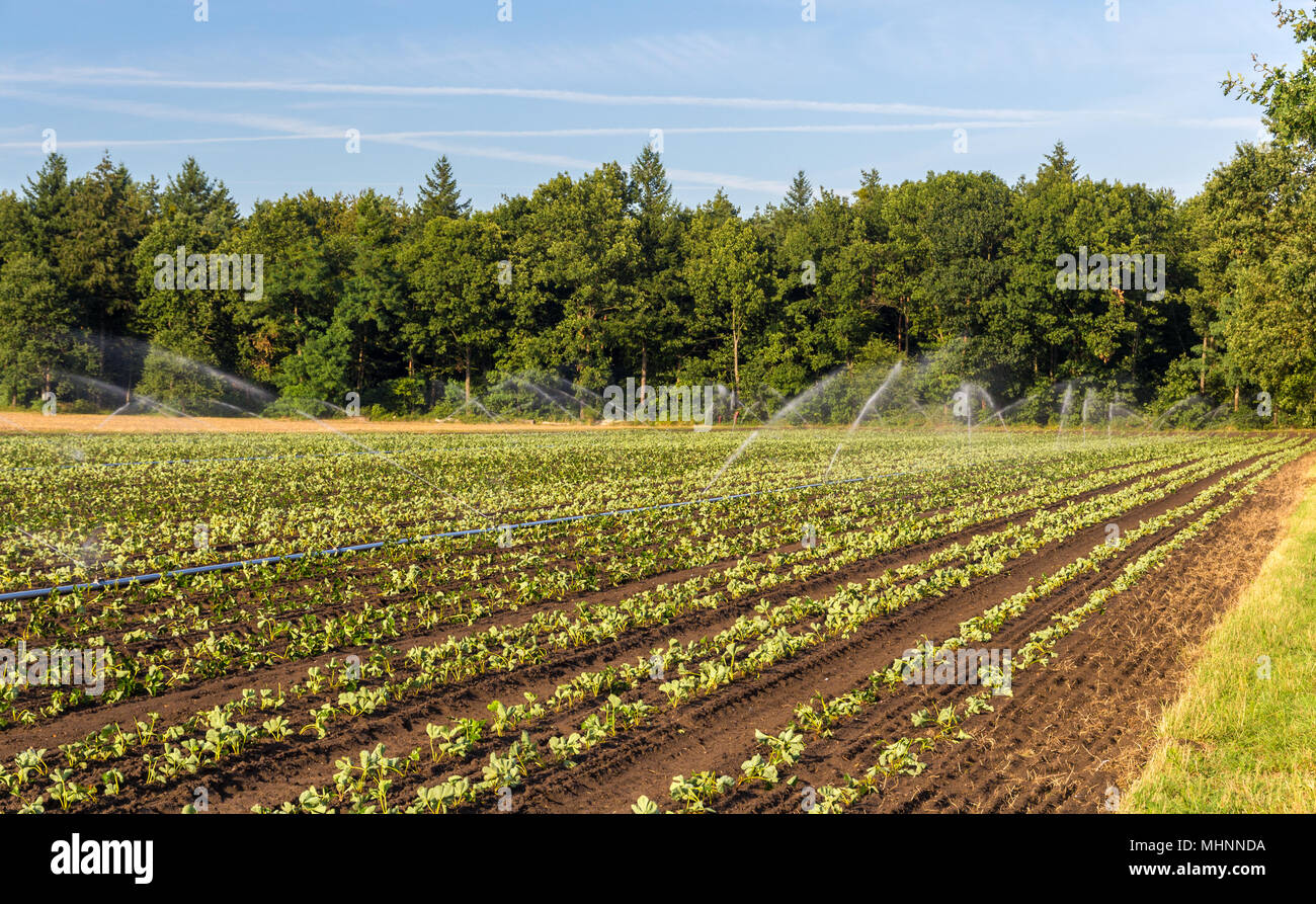 Campo di fragole con irrigazione in Germania Foto Stock