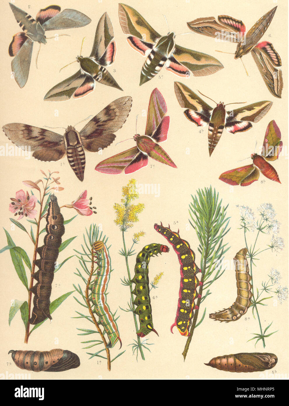 Falene. Hawk-Sphingidae; Pino. Bat-; Robbia. Di euforbia. Vite-; Elephant stampa 1903 Foto Stock