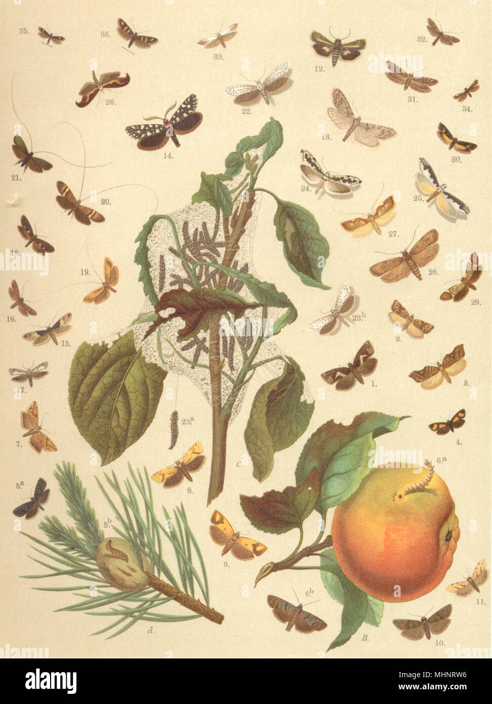 Ricamatori.Bianco piedi,ghiaia a scacchi,doppio Spot arancione,limone resina,1903 Foto Stock