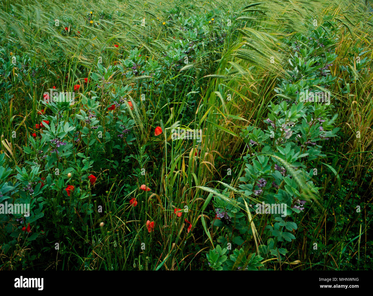 Righe alternate di farro frumento (Triticum Dicoccum) e Celtic Fave (Vicia faba L), un prodotto sperimentale a Butser antica fattoria, Hampshire, Inghilterra Foto Stock