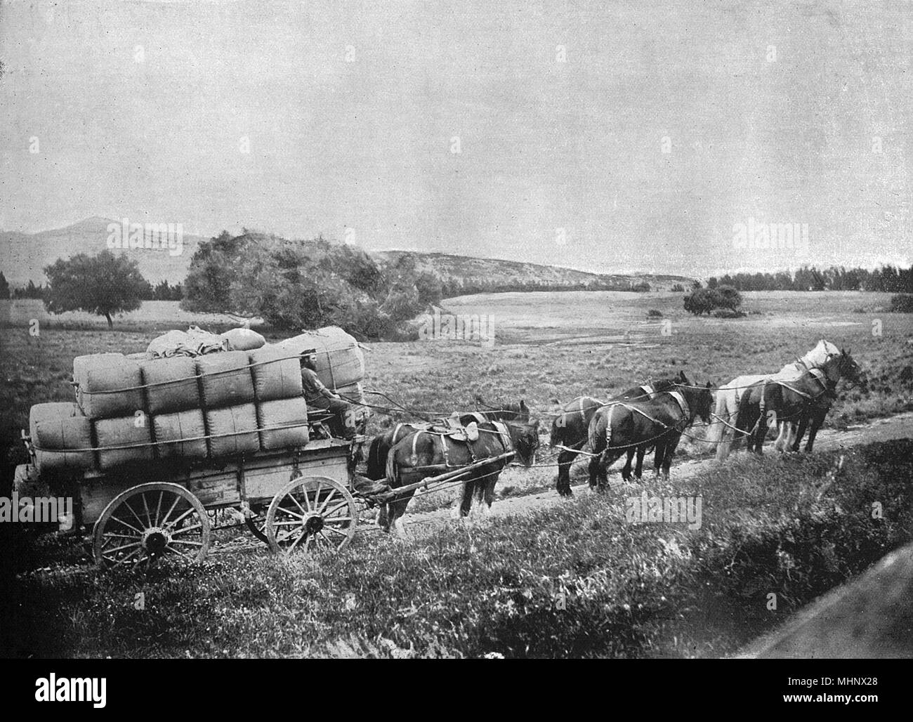 Cart lana con trasporto a cavallo, Nuova Zelanda Foto Stock