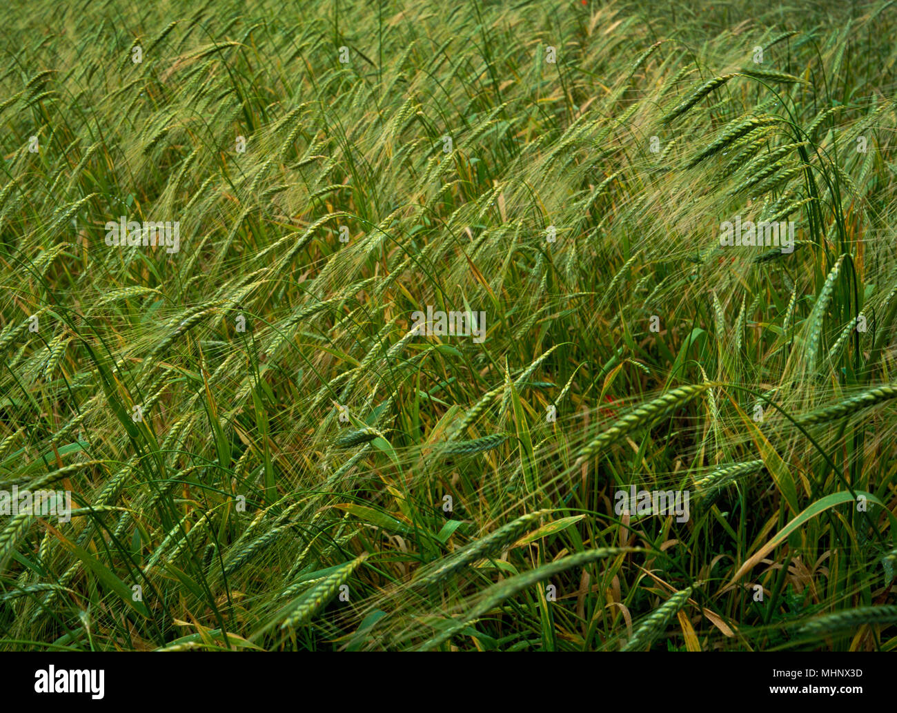 Teste di maturazione di Farro, Triticum dioccum. In via sperimentale il raccolto di grano antico cresciuti a Butser antica fattoria, Hampshire, Inghilterra. Luglio Foto Stock