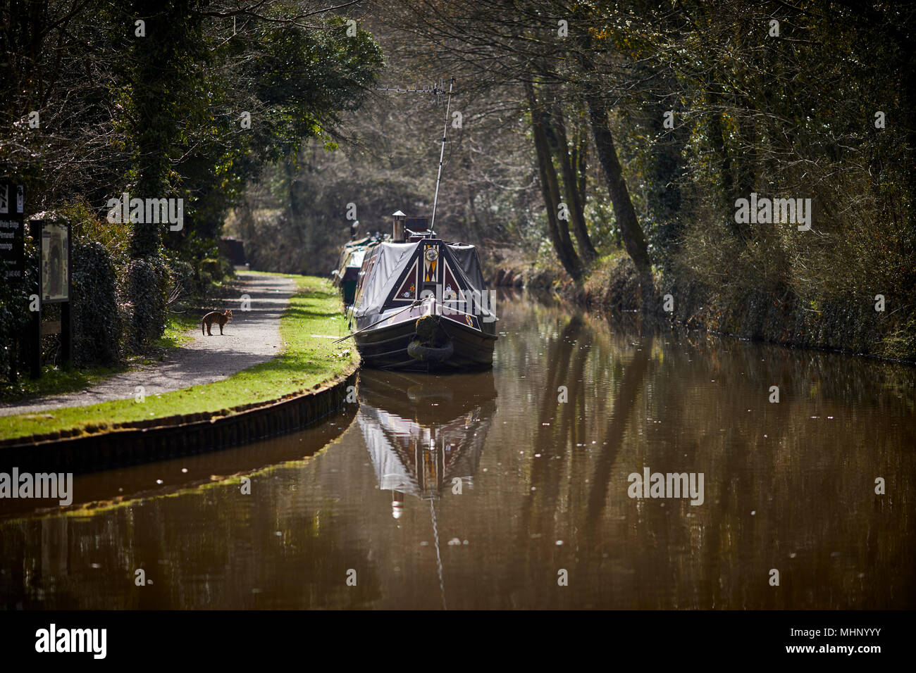 Ormeggiate imbarcazioni strette sui posti barca presso il Peak Forest Canal nel picco elevato ad Altavilla Vicentina nel Derbyshire, Inghilterra Foto Stock