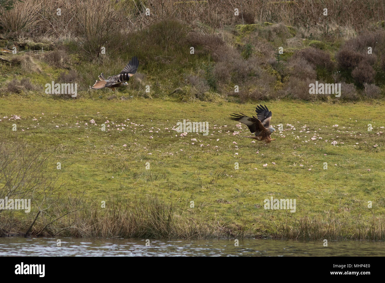 Red Kites alla stazione di alimentazione Nant Yr Arian Foto Stock