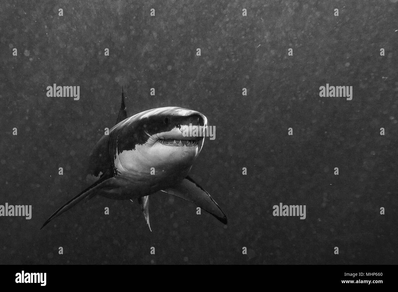 Il grande squalo bianco attaccano mentre proveniente dall'oceano profondo in b&W Foto Stock