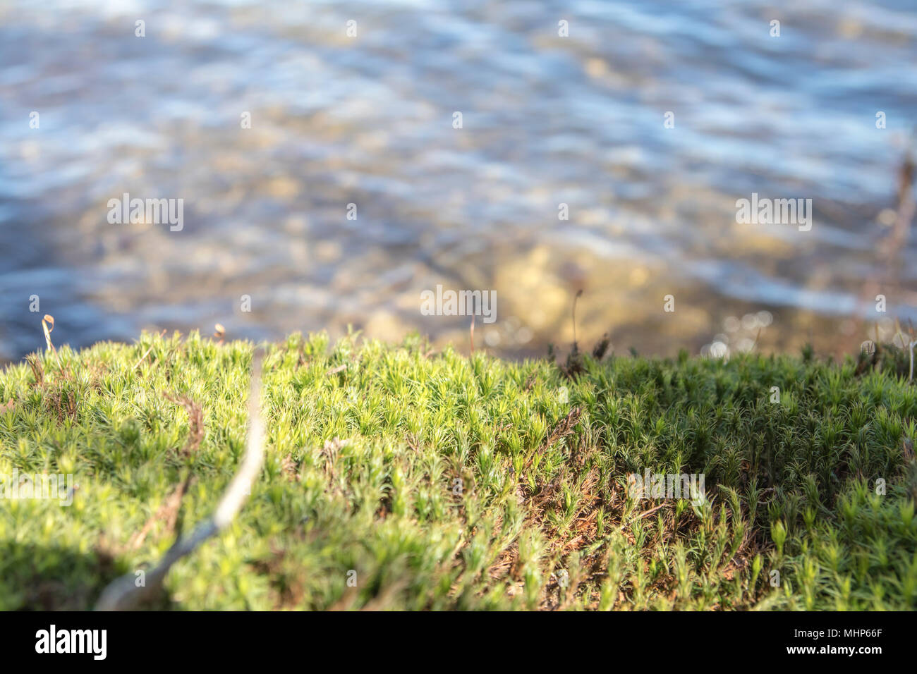 Dettagliata erba moss in prossimità di acqua del lago Möhne in tedesco la Sauerland Foto Stock