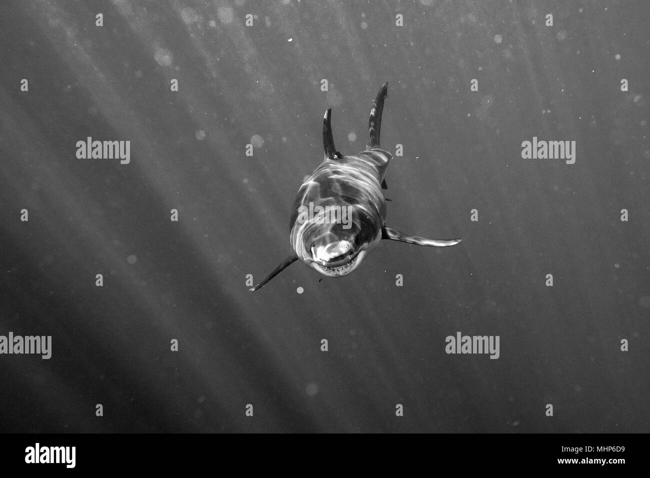 Il grande squalo bianco mentre proveniente da un attacco su b&w Sfondo oceano Foto Stock