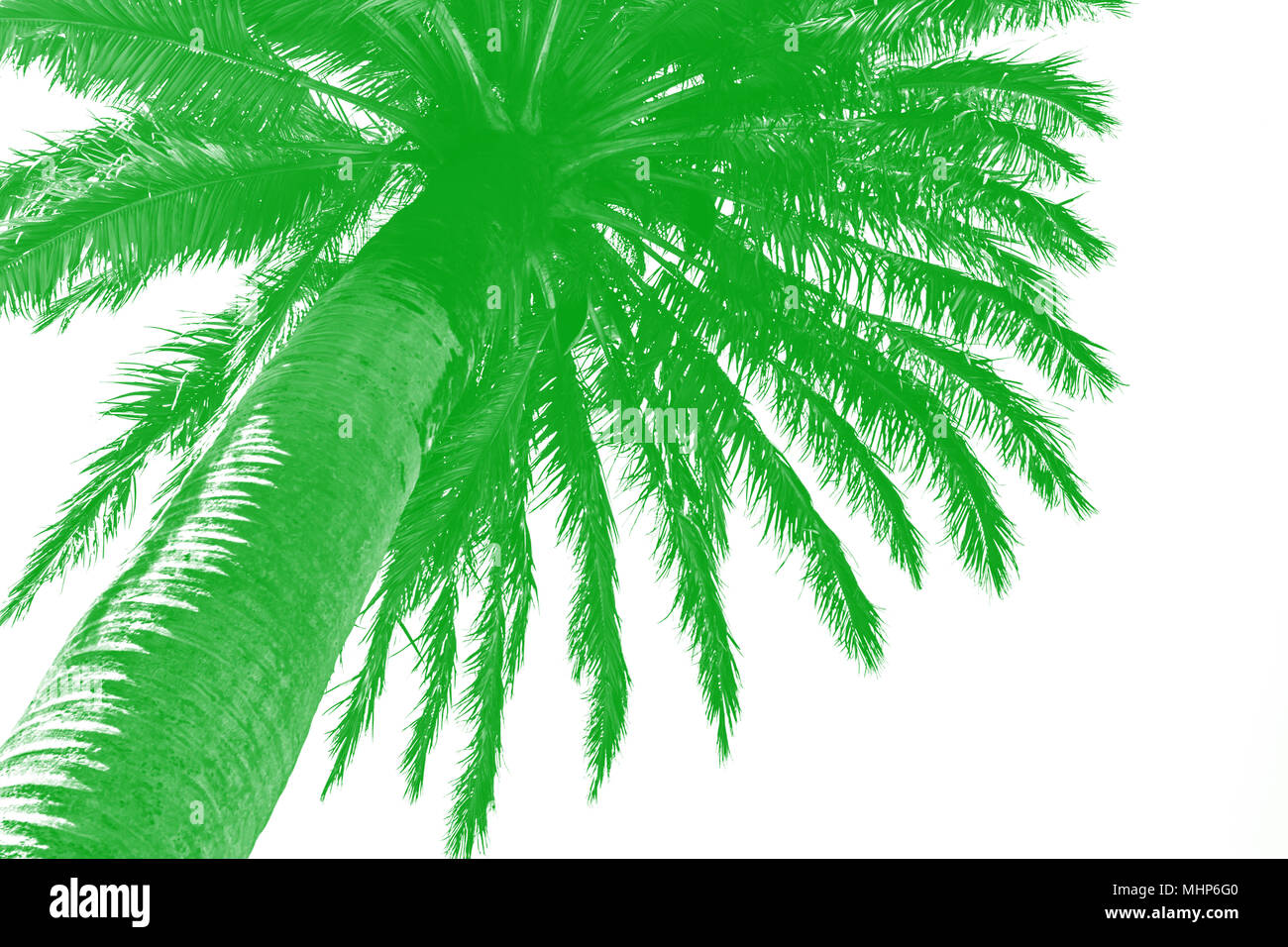 Il verde di alberi di palma contro lo sfondo bianco Foto Stock