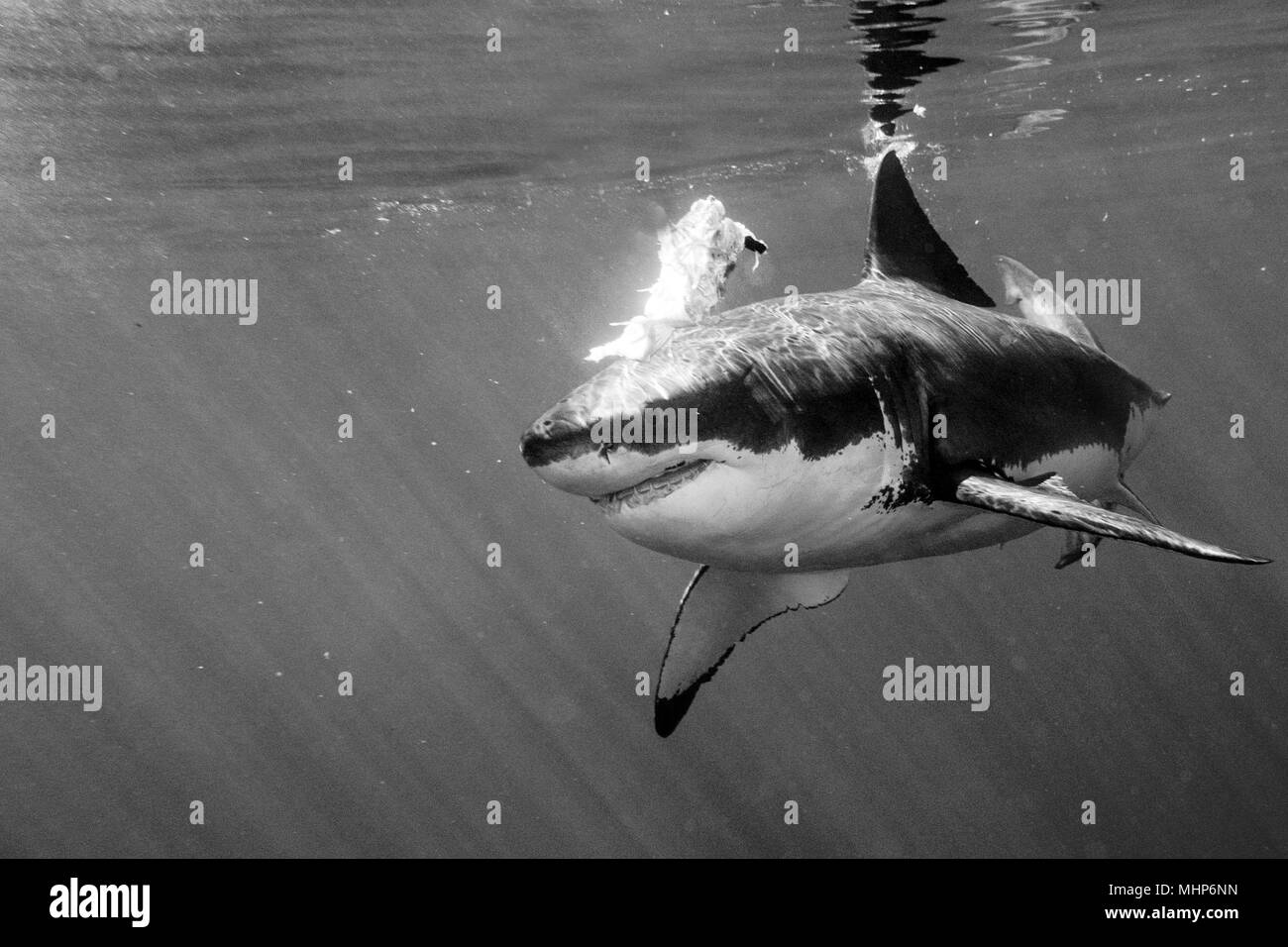 Il grande squalo bianco mentre proveniente da un attacco su b&w Sfondo oceano Foto Stock