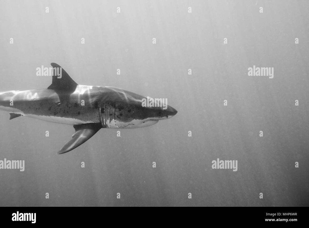 Il grande squalo bianco mentre proveniente da un attacco su b&w Sfondo oceano Foto Stock