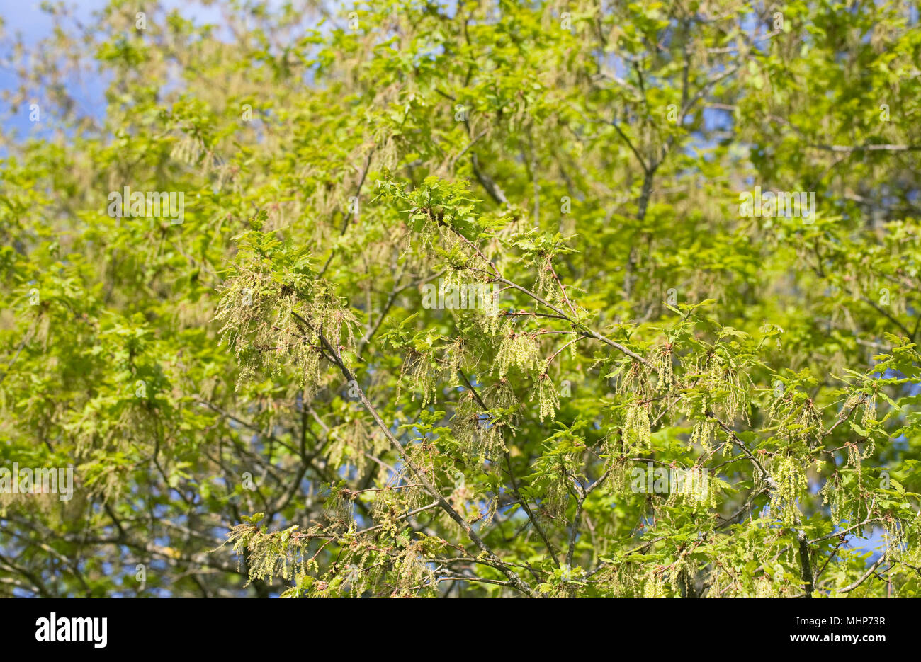 Quercus robur. Oak tree fioritura in primavera. Foto Stock