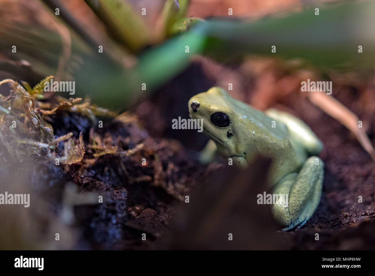 Giallo rana velenosa phylllobates terribilis macro Foto Stock