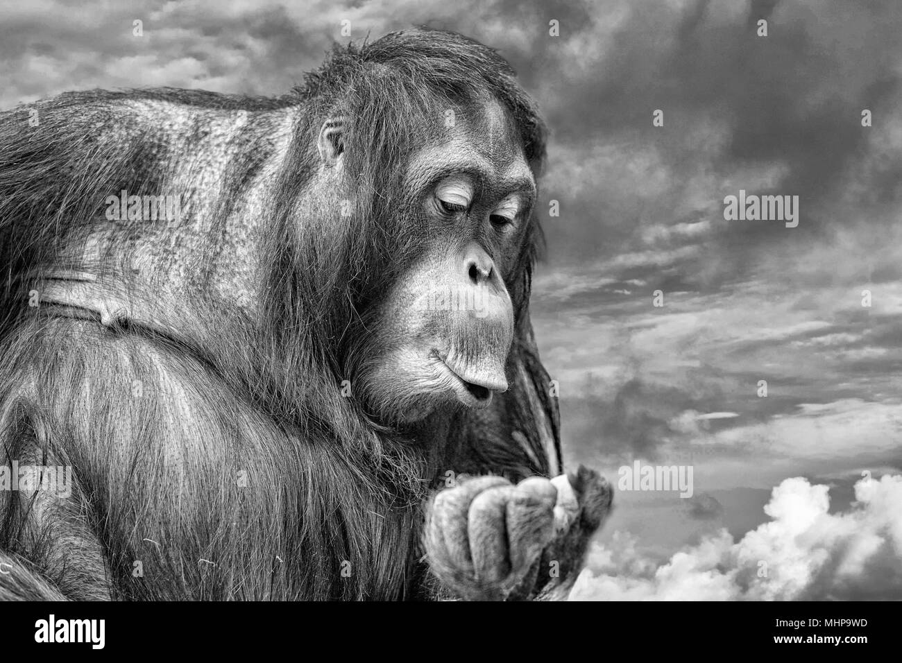 Orang Utan monkey verticale sul tramonto d'oro sfondo in bianco e nero Foto Stock