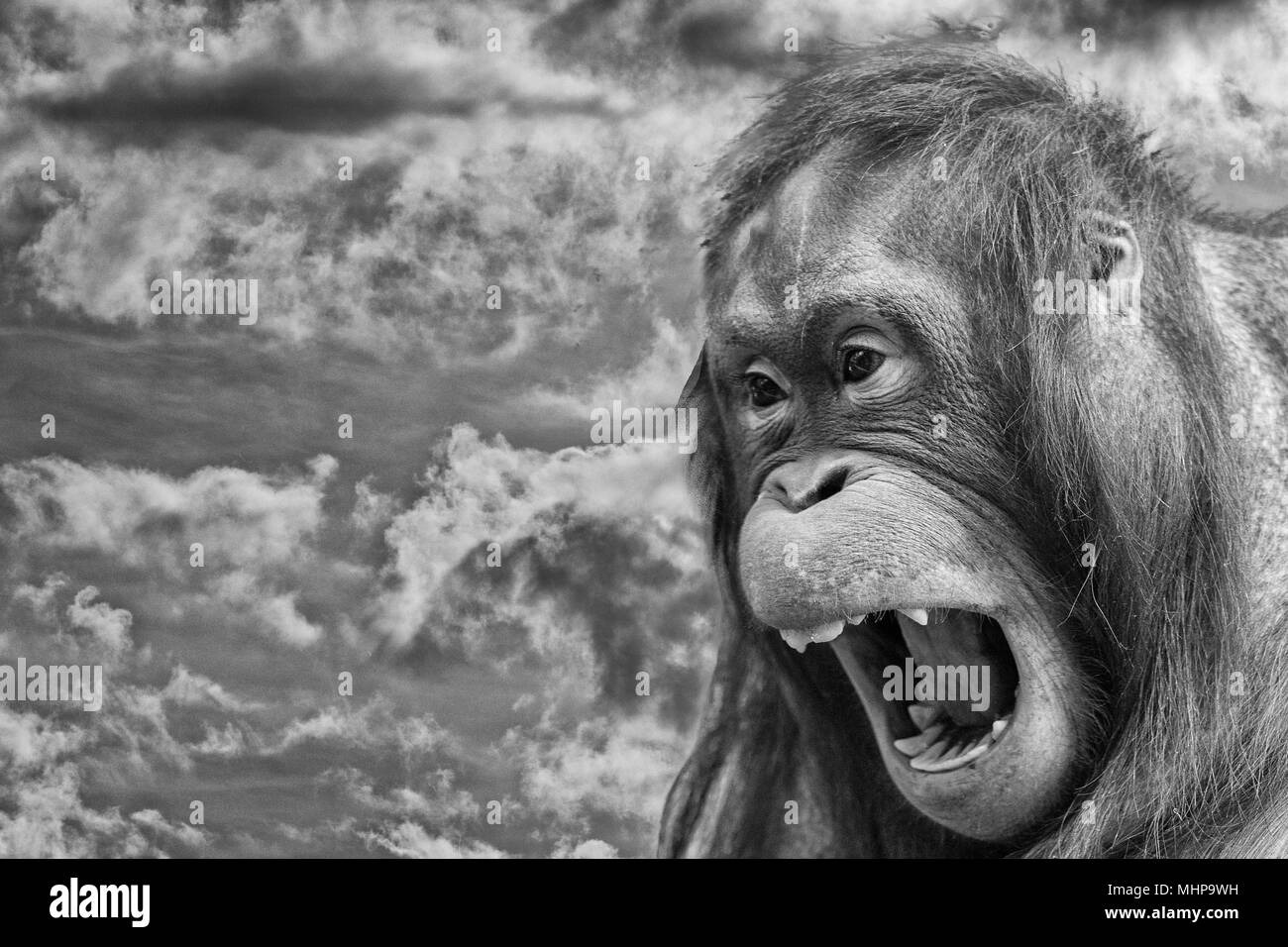 Orang Utan monkey verticale sul tramonto d'oro sfondo in bianco e nero Foto Stock