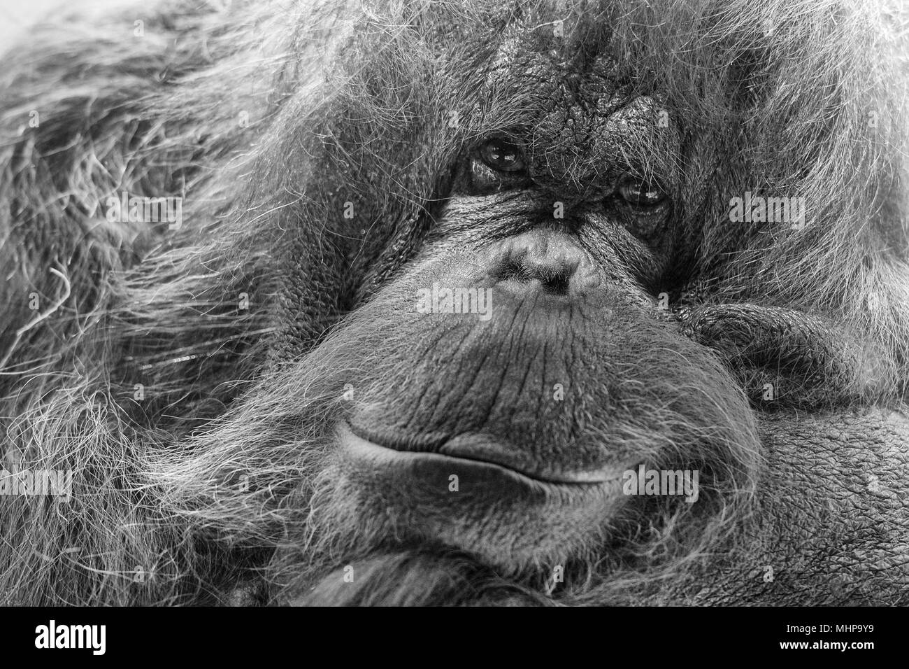Orang Utan monkey ti guarda in bianco e nero Foto Stock