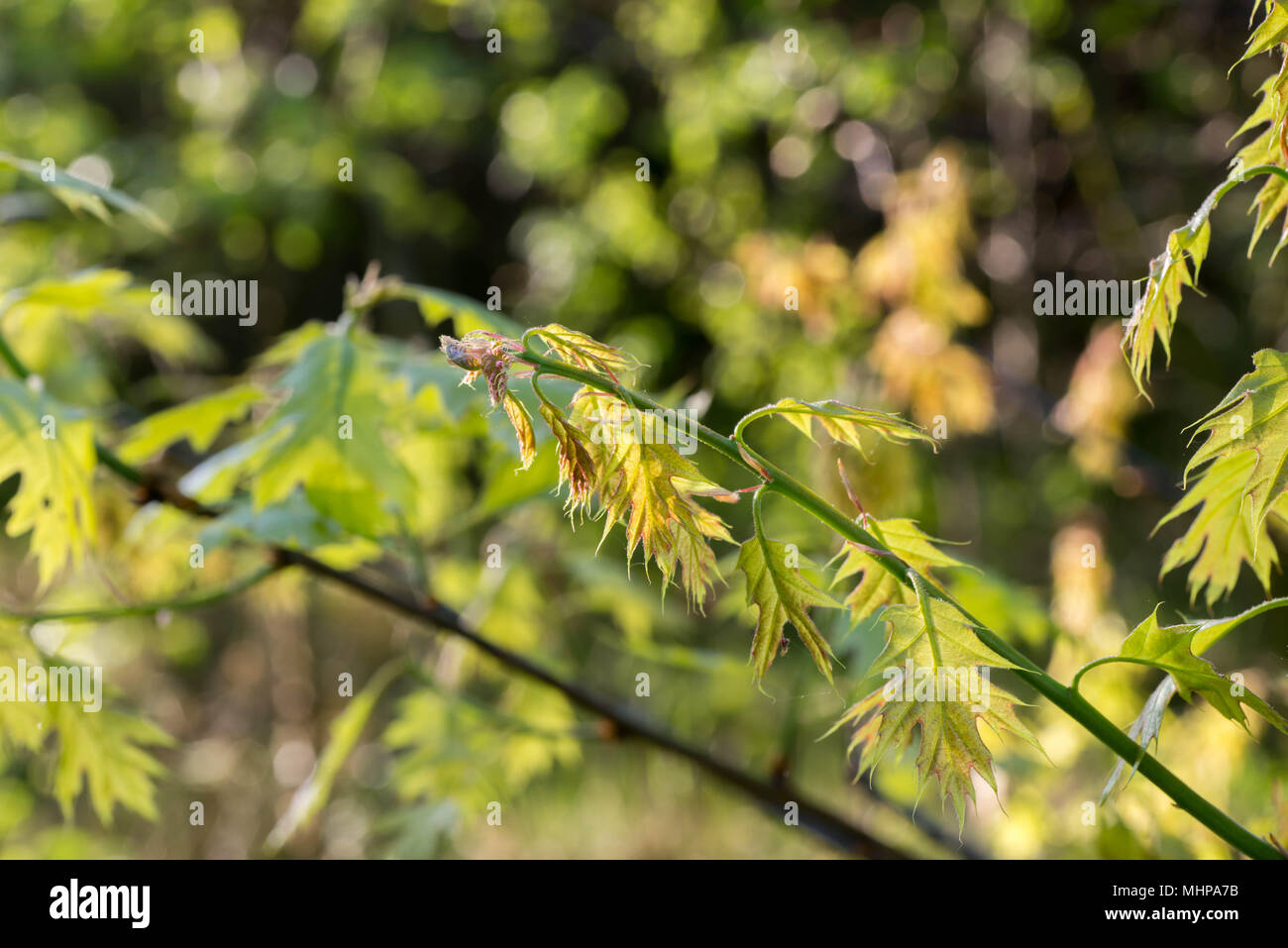 Molla di foglie di quercia macro messa a fuoco selettiva Quercus rubra Foto Stock