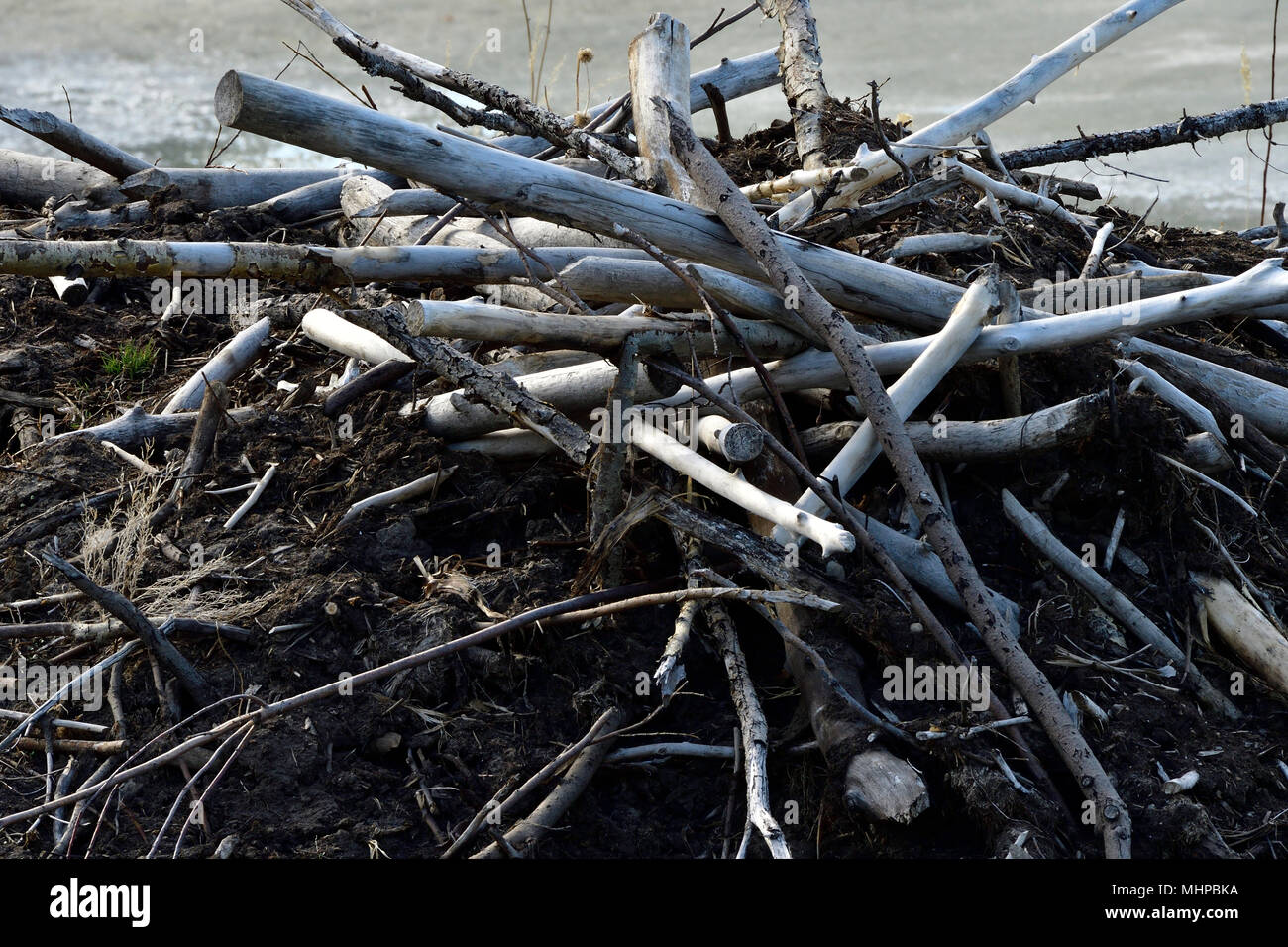 Un mucchio di bastoni sulla parte superiore di una casa di castoro Foto Stock