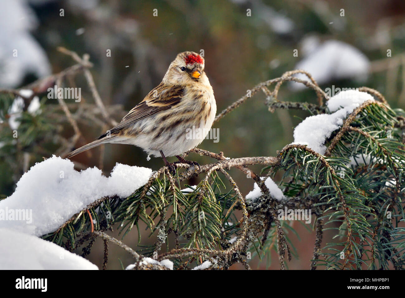 Un selvaggio Redpoll finch bird (Carduelis flammea) arroccato su un abete ramo di albero con fresca neve caduti nelle zone rurali di Alberta in Canada. Foto Stock
